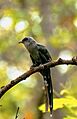 Green-billed Malkoha HR