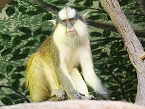 GreysCrownedGuenon2 CincinnatiZoo.jpg