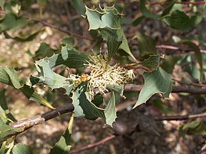 Hakea undulata.JPG