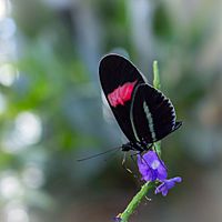 Heliconius Melpomene Rosina (251419757)