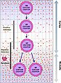 Intrathymic T Cell Differentiation