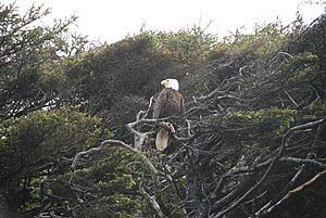 KalalochEagle