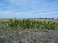 Kissimmee Prairie PSP03