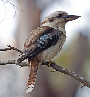 Kookaburra portrait