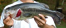 Largemouth bass 2006.jpg