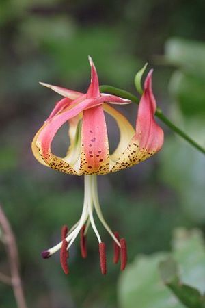 Lilium michauxii 7349 500