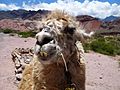 Llama closeup