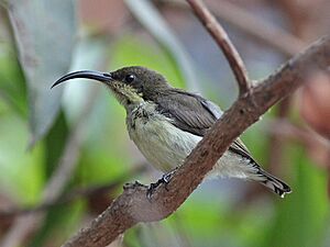 Loten'sSunbird(F).jpg