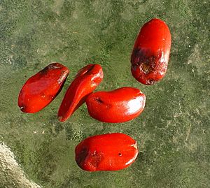 Magnolia grandiflora seeds