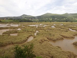 Marismas del Oka 03