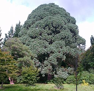 Montezuma Pine at Sheffield Park