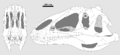 Neovenator skull reconstruction