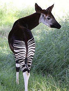 Okapi (Okapia johnstoni) 2009-04-04 04