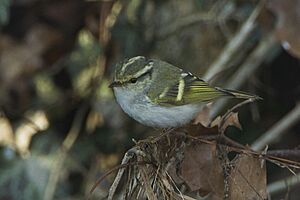 Pallas's Leaf-Warbler - great rarity in Italy S4E1751 (19261546342)