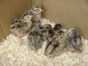 PheasantChicks