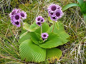 Pleurophyllum speciosum (1).jpg