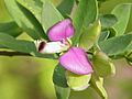 Polygala myrtifolia0