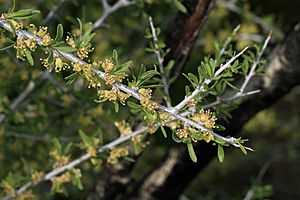 Prunus fasciculata 7792