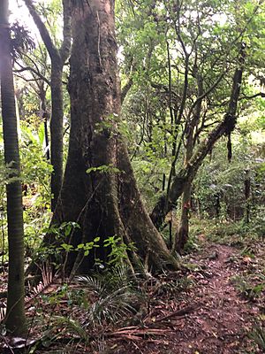 Pukatea on Hakarimata