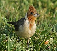 Red-crested Cardinal