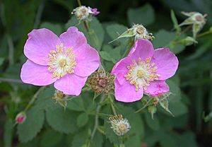 Rosa californica 2004-07-20.jpg