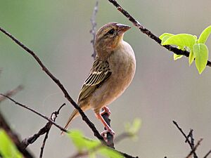 Sakalava Weaver female RWD.jpg