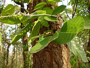 Shorea robusta in Chhattisgarh