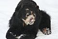 Spectacled Bear - Buffalo Zoo