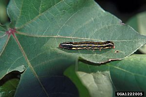 Spodoptera eridania