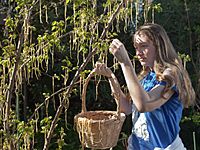 Sunny april morning spaghetti tree harvest (7036208493)