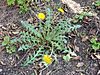 Taraxacum officinale--.jpg