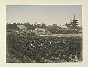 Tea-Yard at Uzi, Yamashiro (3109909163)