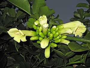 TecomantheSpeciosa467.jpg