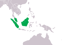 Tomistoma schlegelii Distribution.png