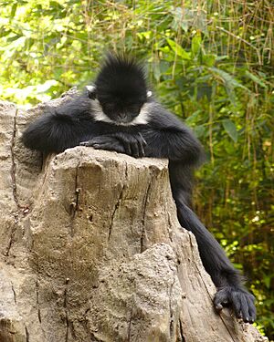 Trachypithecus francoisi los angeles zoo