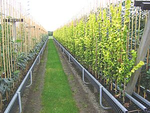 Treenursery using gutters