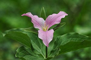 Trillium grandiflorum pink1