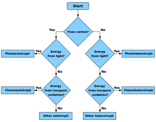 Troph flowchart