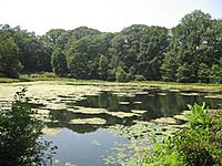 Wards Pond, August 2007