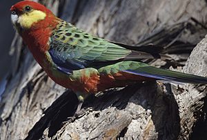 Western Rosella.jpg