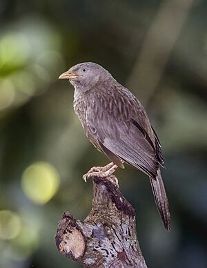 Yellow-billed babbler (Argya affinis taprobanus).jpg