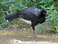 Yellow-knobbed Curassow RWD3