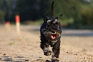 Zwergschnauzer im Lauf