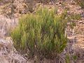 Allocasuarina Kings Tableland