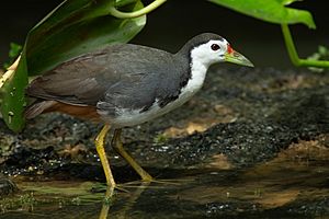 Amaurornis phoenicurus - Singapore Botanic Gardens.jpg