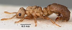 Anergates atratulus casent0010835 profile 1.jpg