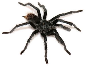 Aphonopelma marxi male ZooKeys 560.jpg