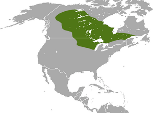 Arctic Shrew area.png