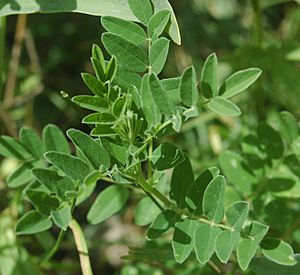 Astragalus membranaceus.jpg