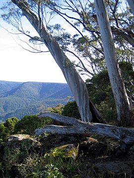 Barrington lookout.jpg